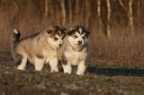 ALASKAN MALAMUTE 614